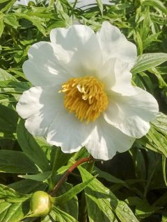 Pivoine emodi Early Windflower