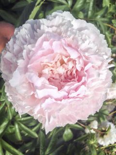 Pivoine lactiflora Chiffon Parfait 