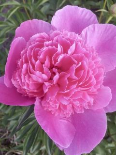 Pivoine lactiflora Bouquet Perfect