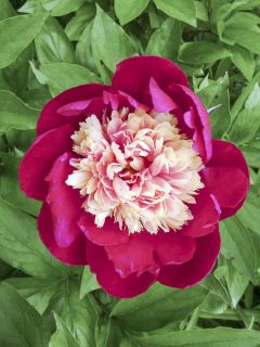 Pivoine lactiflora White Cap