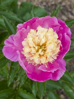 Pivoine lactiflora Mr G.F. Hemerik