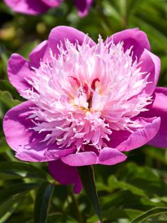 Pivoine lactiflora Fantastic