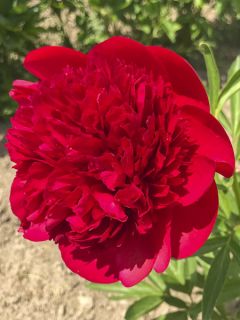 Pivoine lactiflora Diana Parks