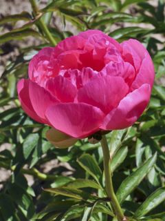 Petunia Sophistica Lime Bicolour F1 Hybrid 