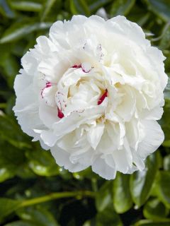 Pivoine lactiflora Avalanche