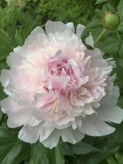 Pivoine lactiflora Alertie