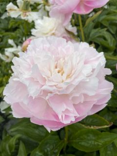 Pivoine lactiflora Albert Crousse 