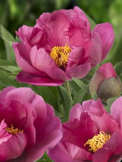 Pivoine Itoh Pink Ardour - Paeonia