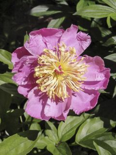 Pivoine lactiflora Doreen