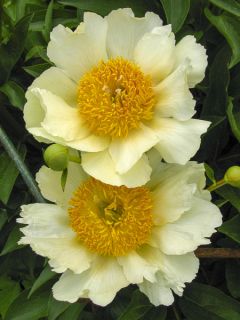 Pivoine Claire de Lune