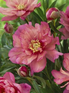 Paeonia 'Itoh Hillary' - souche de 3 à 5 yeux