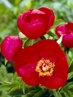 Pivoine Blaze