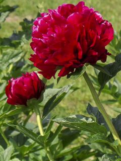 Pivoine de Chine 'Bockstoce'