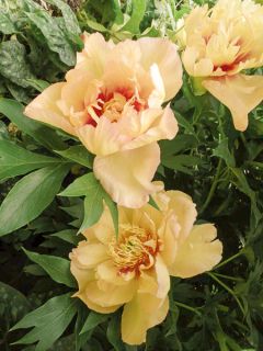 Pivoine 'Callies Memory'