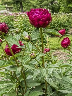 Pivoine lactiflora Adolphe Rousseau