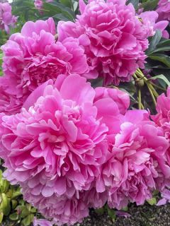 Pivoine lactiflora Edulis Superba