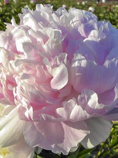 Pivoine lactiflora Madame Calot