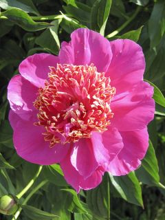 Pivoine lactiflora Neon