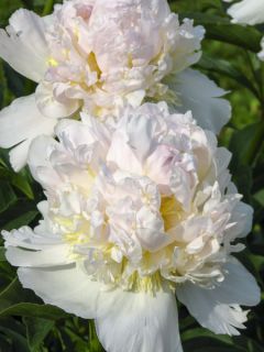 Pivoine lactiflora Top Brass