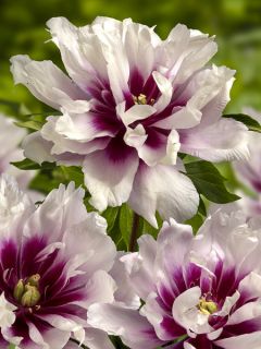 Pivoine Itoh Cora Louise