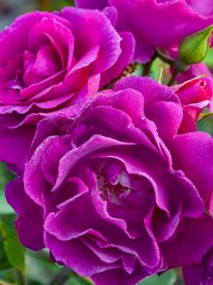 Rosier à fleurs groupées Bluebell 'Meimindefer'