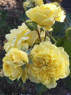 Rosa Anny Duperey Meitongas