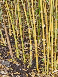 Bambou doré - Phyllostachys aurea Koï