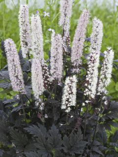 Cierge d'argent, Cimicifuga, Actaea simplex Chocoholic