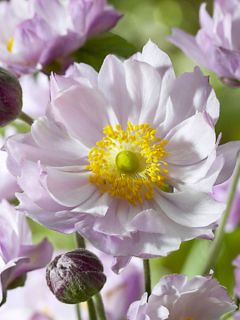 Anémone du Japon 'Frilly Knickers'