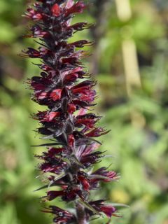 Echium amoenum Red Feathers - Vipérine rouge