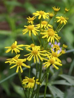 Packera aurea - Séneçon doré, séneçon jacobée
