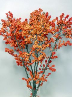 Houx verticillé femelle Magical Daydream - Ilex verticillata