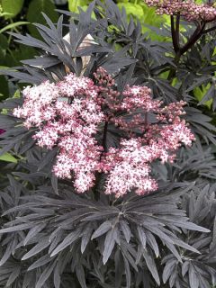 Sureau noir - Sambucus nigra Straight Laced