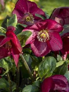 Hellébore lemperii Leona