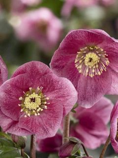 Hellébore lemperii Liah