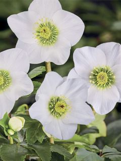 Hellébore lemperii Lisann