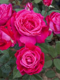 Rosier à grandes fleurs Elégance Française Meithatie