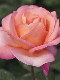 Rosier à fleurs groupées Jazz Festival Meizizan