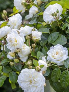 Rosier à fleurs groupées Marina Picasso 'Meidyceus'