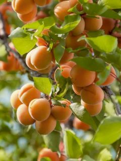 Abricotier nain 'Fruit Me Pending'