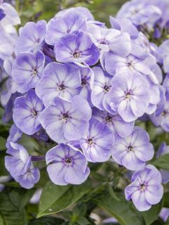 Phlox paniculata Younique Old Blue