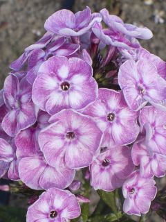 Phlox paniculata Younique Old Pink