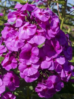 Phlox paniculata Younique Old Purple Phlox paniculata Younique Old Purple