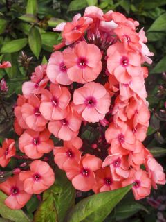 Phlox paniculata Younique Orange Phlox paniculata Younique Orange