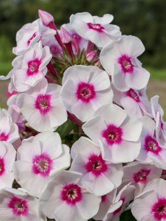 Phlox paniculata Younique Trendy Phlox paniculata Younique Trendy