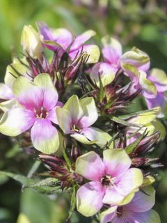Phlox paniculata Mystic Green