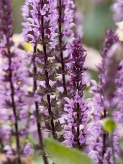 Sauge - Salvia nemorosa Caradonna Pink