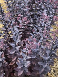 Sedum Mojave Jewels Diamond - Orpin d'automne 