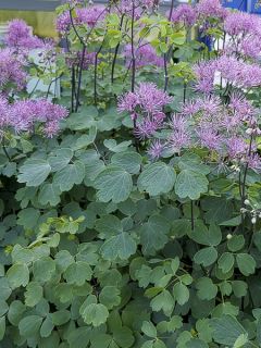 Thalictrum Yulia - Pigamon