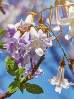 Arbre du dragon 'April Light' Arbre du dragon 'April Light'